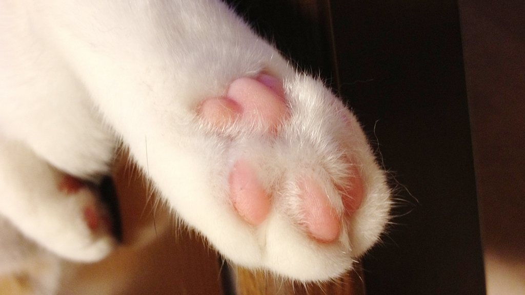 いとおしいもの