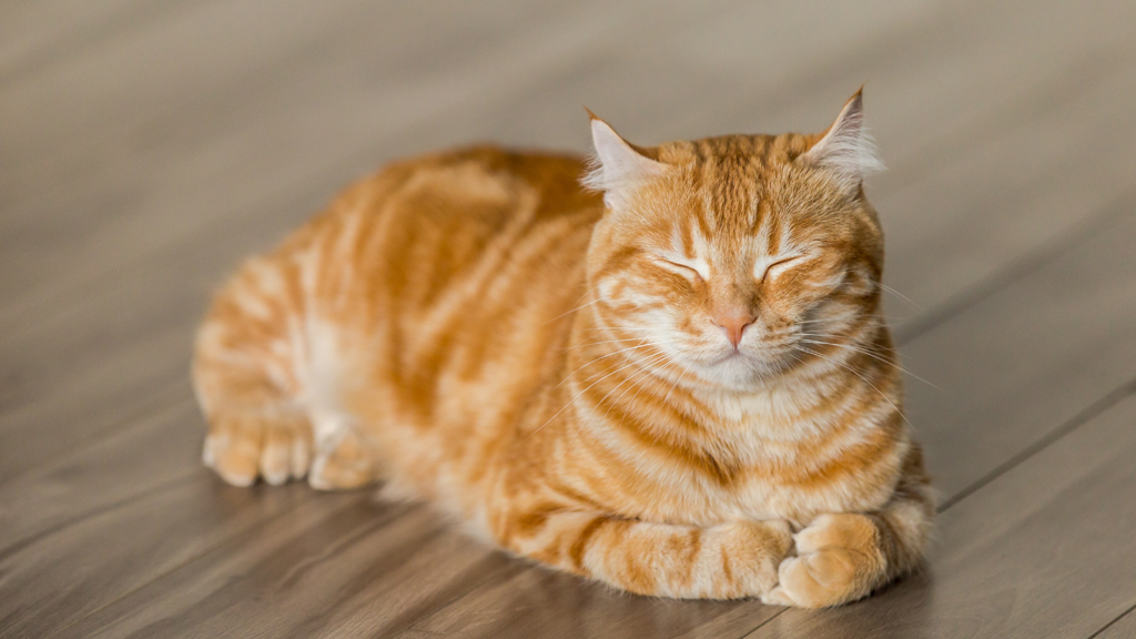 よいときも、わるいときも