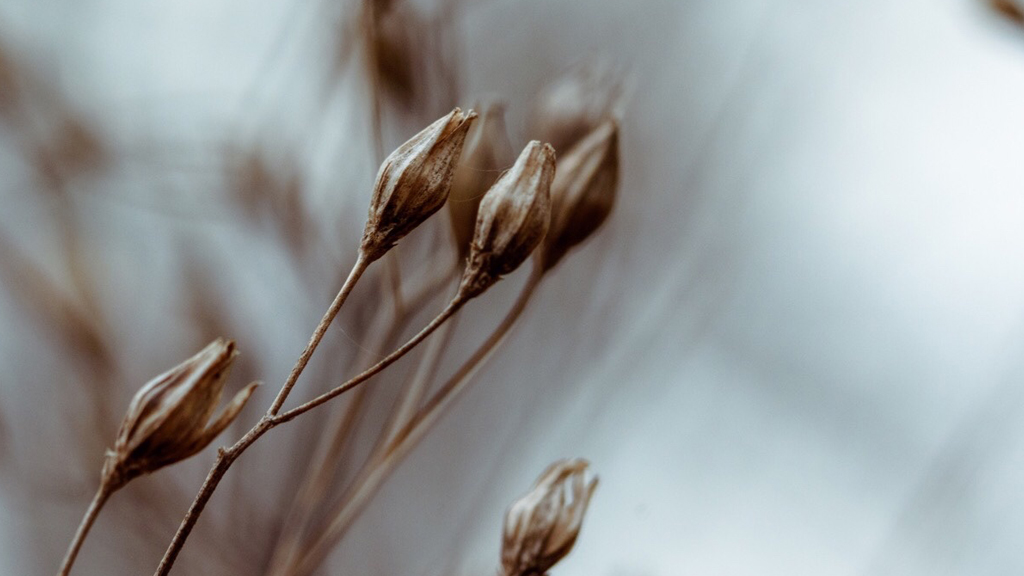 おやすみなさい